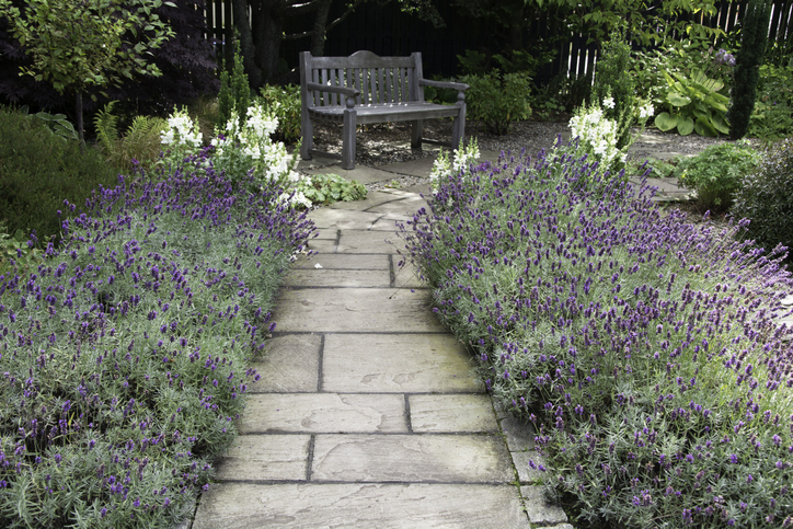 Ez az 5 növény még az ingatlan értékét is növelheti 1 Növény ingatlan értéke