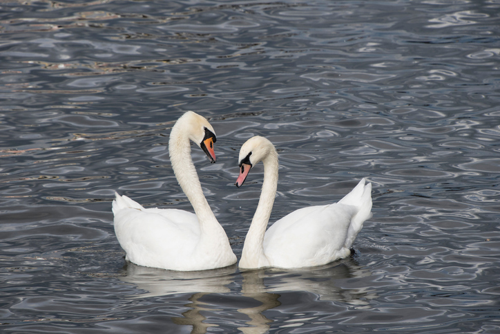 6 állat, amely monogám egy életen át 6 Állat monogám