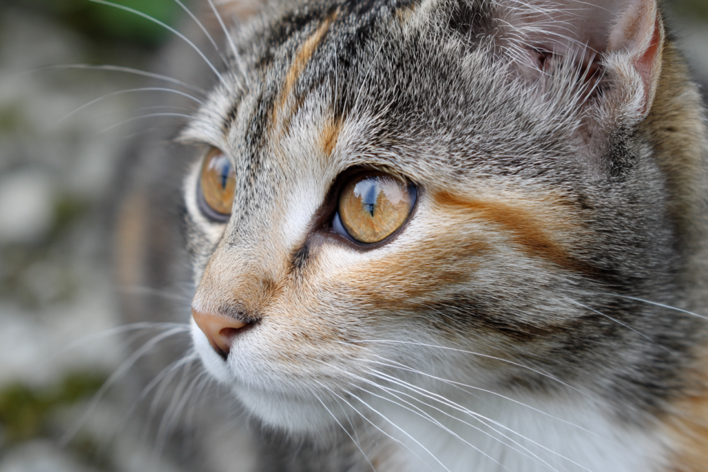 6 macskafajta, ami tökéletes választás családban 1 macska