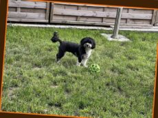 Katandogpark.hu 2026 Augusztus Linkmarketing 2 2