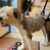 Www.ortopet.hu 2026 Augusztus Linkmarketing 4