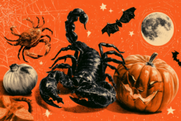 kollázs skorpióról, halloween tökről, denevérről